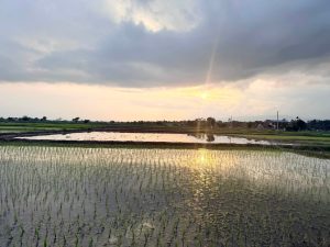 नवलपरासी पूर्वमा ८० प्रतिशत धान रोपाइँ सम्पन्न